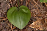 Green adder's-mouth orchid